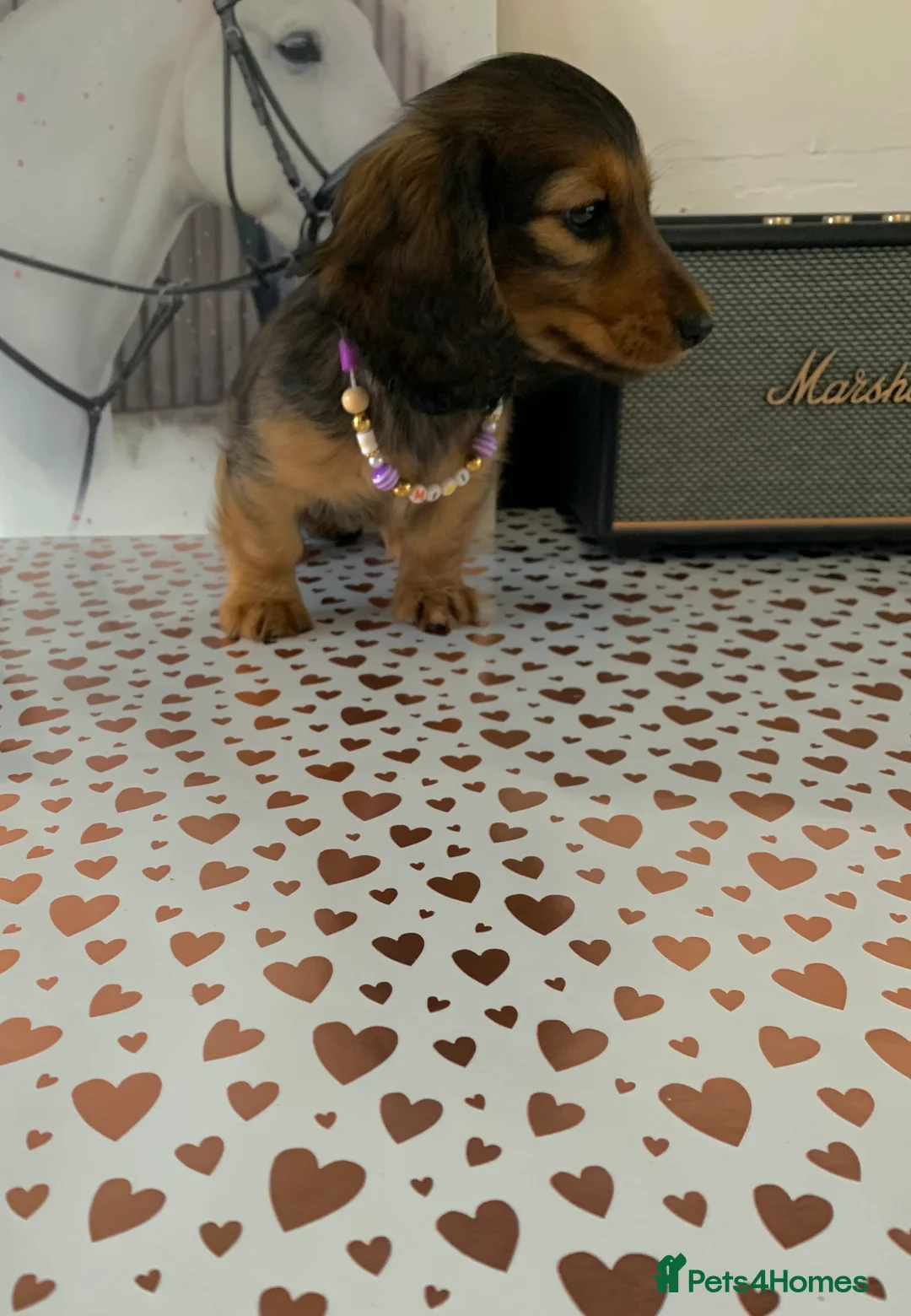 Miniature Dachshund dogs for sale: KC Registered true to type Longhaired mini’s - Advert 28