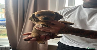 Miniature Dachshund dogs - Advert 6