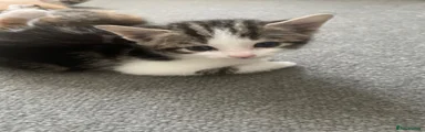 Kitten 5