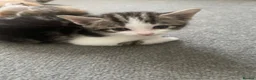 Mixed Breed cats for sale: Beautiful mixed American Kittens  - Advert 5