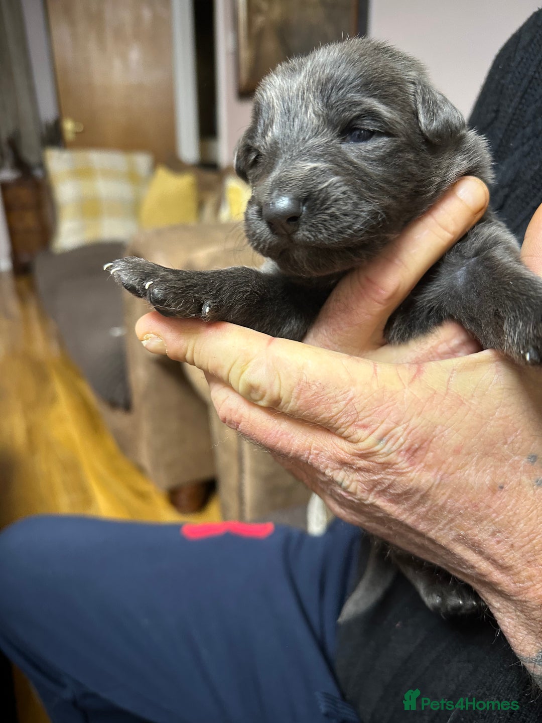 German Shepherd dogs for sale: Beautiful Blue and Black GSD puppies - Advert 4