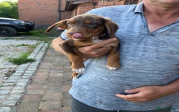 Mixed Breed dogs for sale: 3 Sprollie pups for sale - Image 8