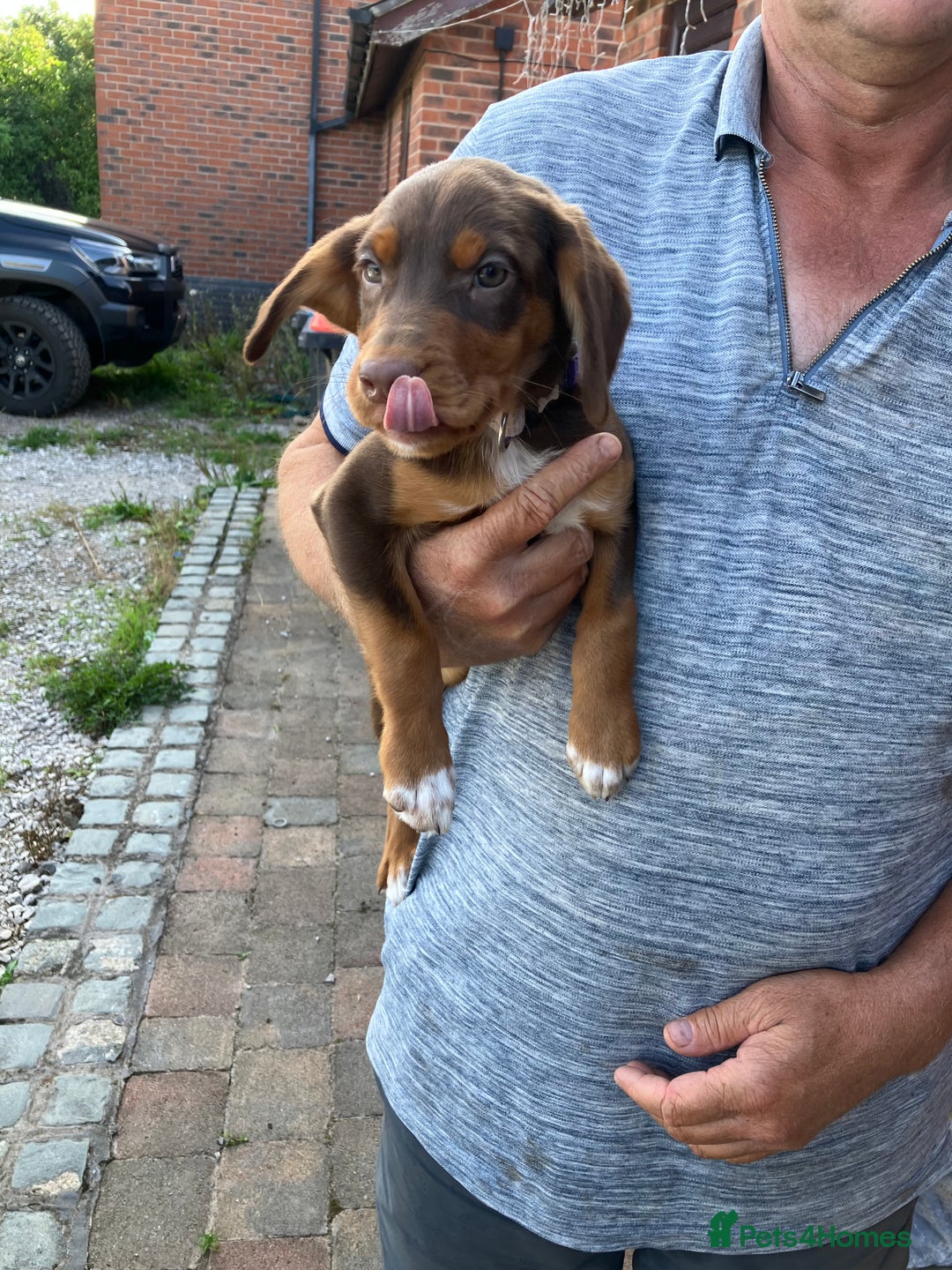 Mixed Breed dogs for sale: 3 Sprollie pups for sale - Image 8