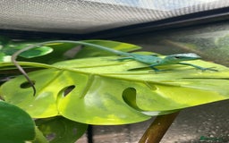 Lizard reptiles for sale: CB06/25 Green Keeled Lizards for Sale  - Image 1
