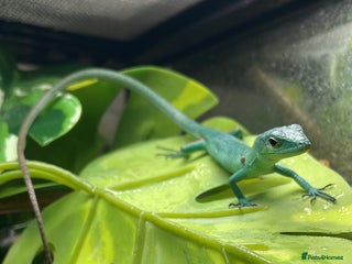 Lizard reptiles - Advert 12