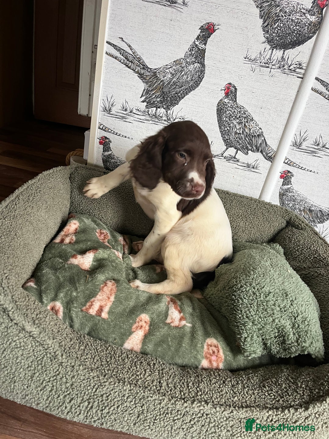 English Springer Spaniel dogs for sale: Working Springer Spaniel Bitch Pup - Advert 5