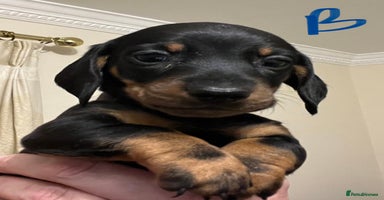 Miniature Dachshund dogs - Advert 3