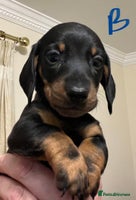 Miniature Dachshund dogs - Advert 3