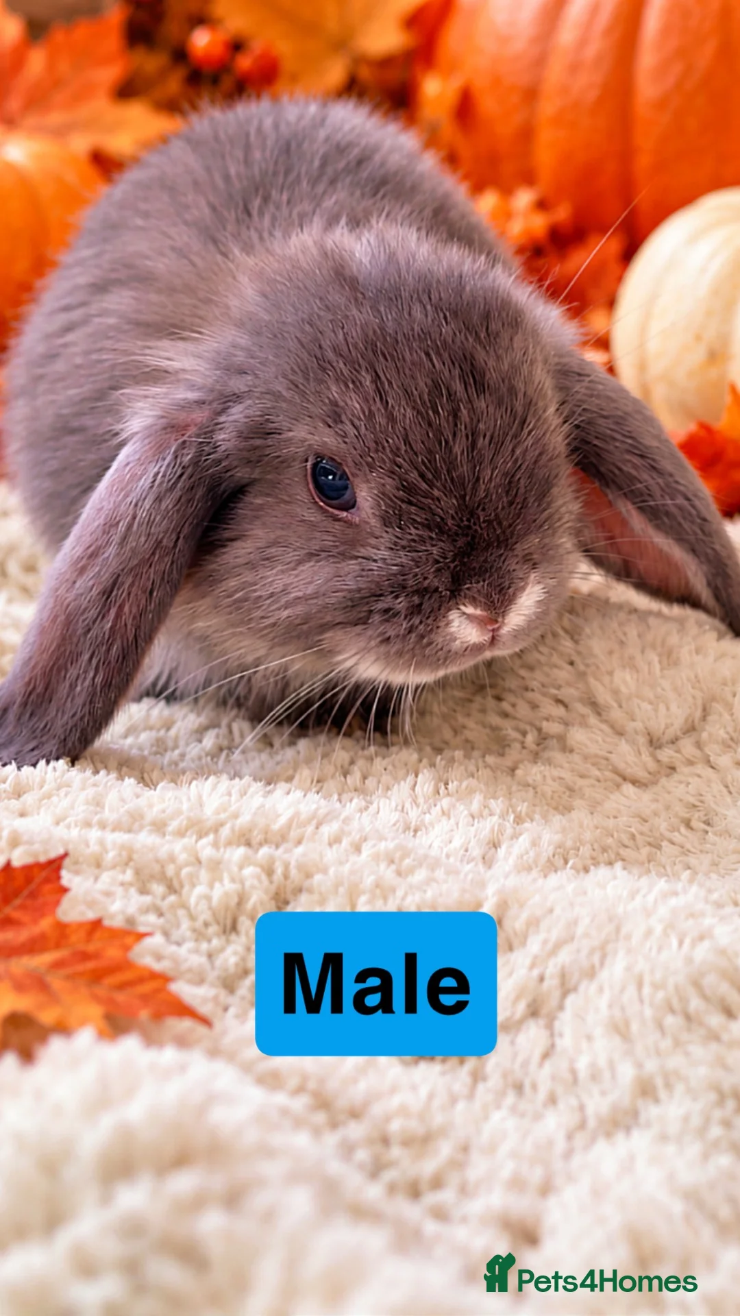 Mini Lop rabbits for sale: 🩶Beautiful Black & Grey Mini Lop Baby Rabbits🖤 in Whitchurch - Advert 7