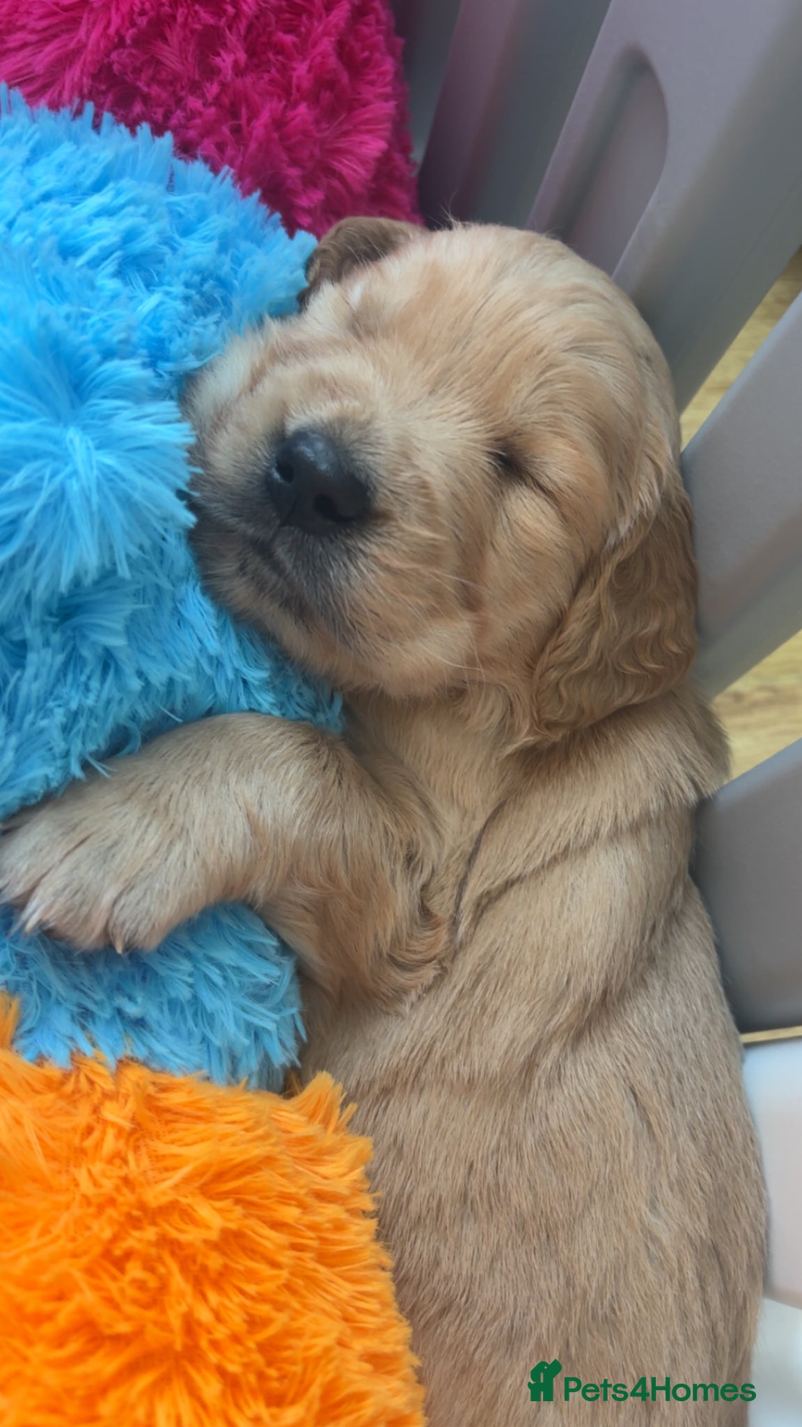 Golden Retriever dogs Pedigree Golden Retriever Puppies  - Advert 8