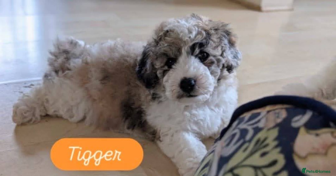 Poochon dogs for sale: Poochon pups stunning Rare colours - Image 17