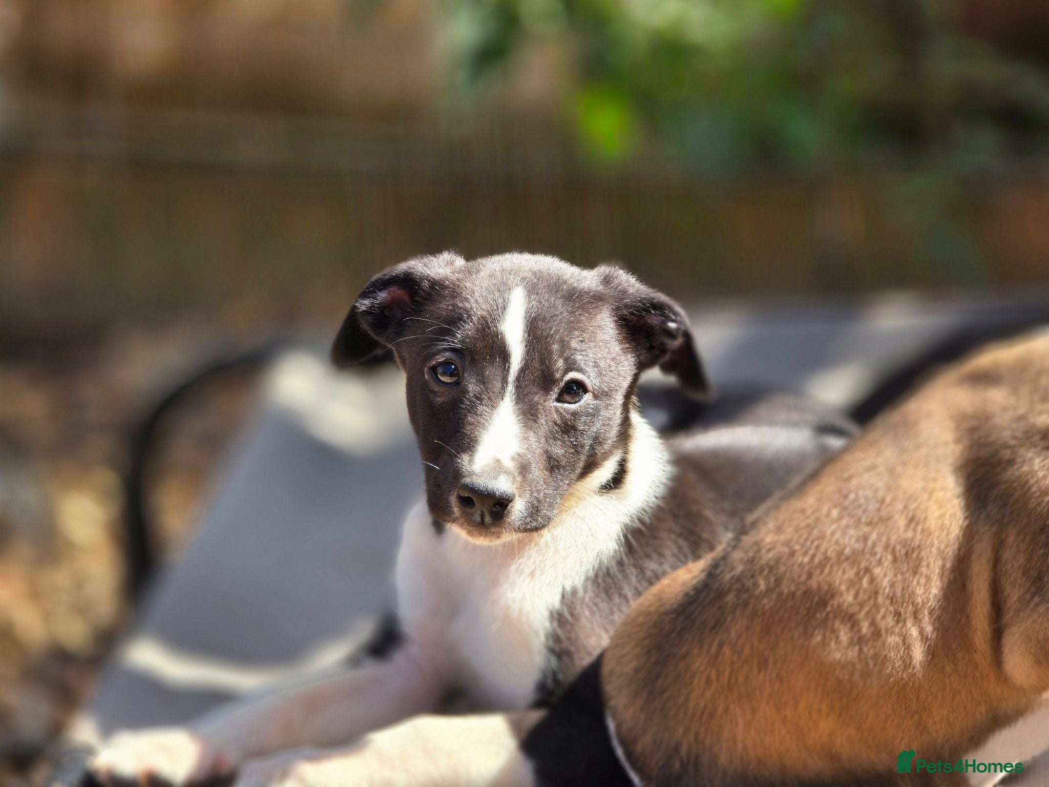 Whippet dogs Kc reg whippet litter. Black &white available  - Advert 5