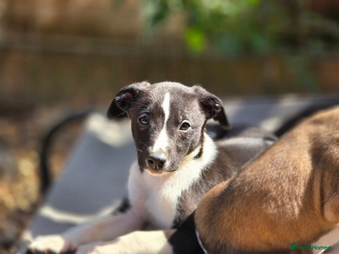 Whippet dogs for sale: Henry the kc reg whippet.  - Advert 2
