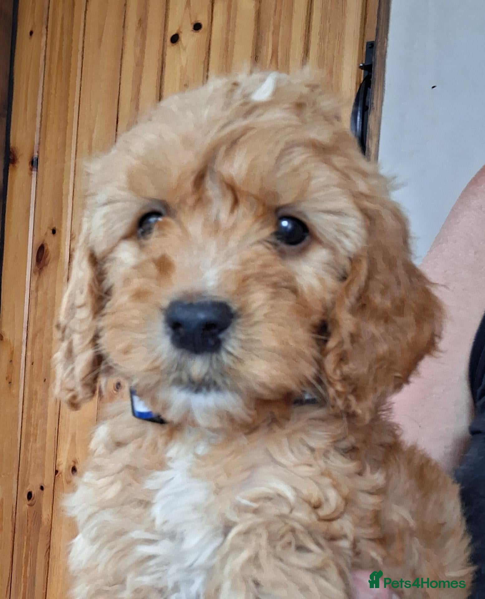 Cockapoo dogs Cockapoo boy puppy for sale  - Advert 2