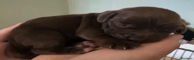 Cocker Spaniel 3