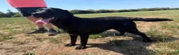 Labrador Retriever dogs for sale: Adult - Quality Labrador Retriever Bitch  - Advert 8