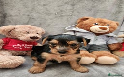 Yorkshire Terrier dogs for sale: 6 beautiful yorkie puppies - Image 5