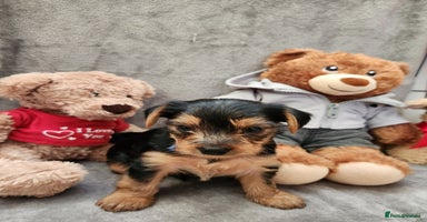 Yorkshire Terrier dogs - Advert 3