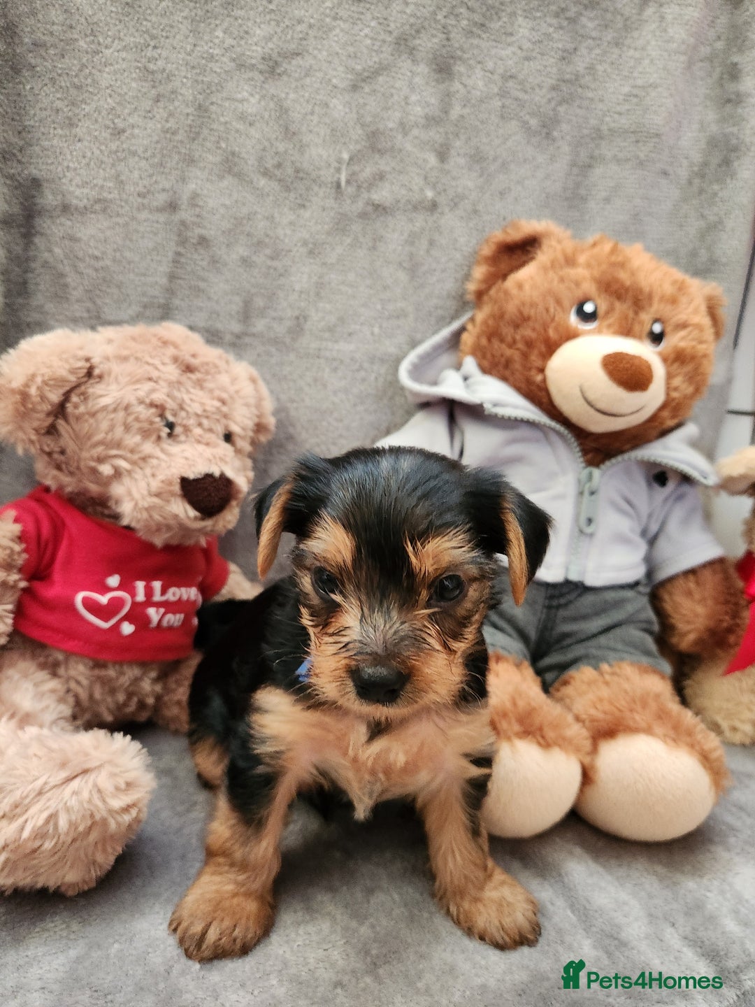 Yorkshire Terrier dogs for sale: 6 beautiful yorkie puppies - Image 5