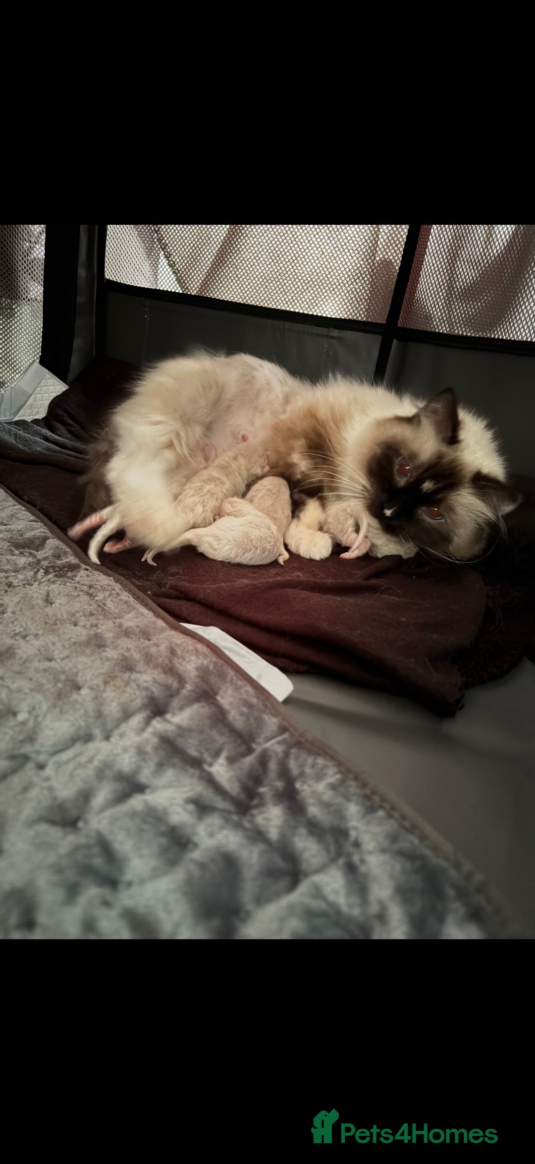Ragdoll cats for sale: Stunning Ragdoll kittens READY TO COLLECT TODAY - Advert 4