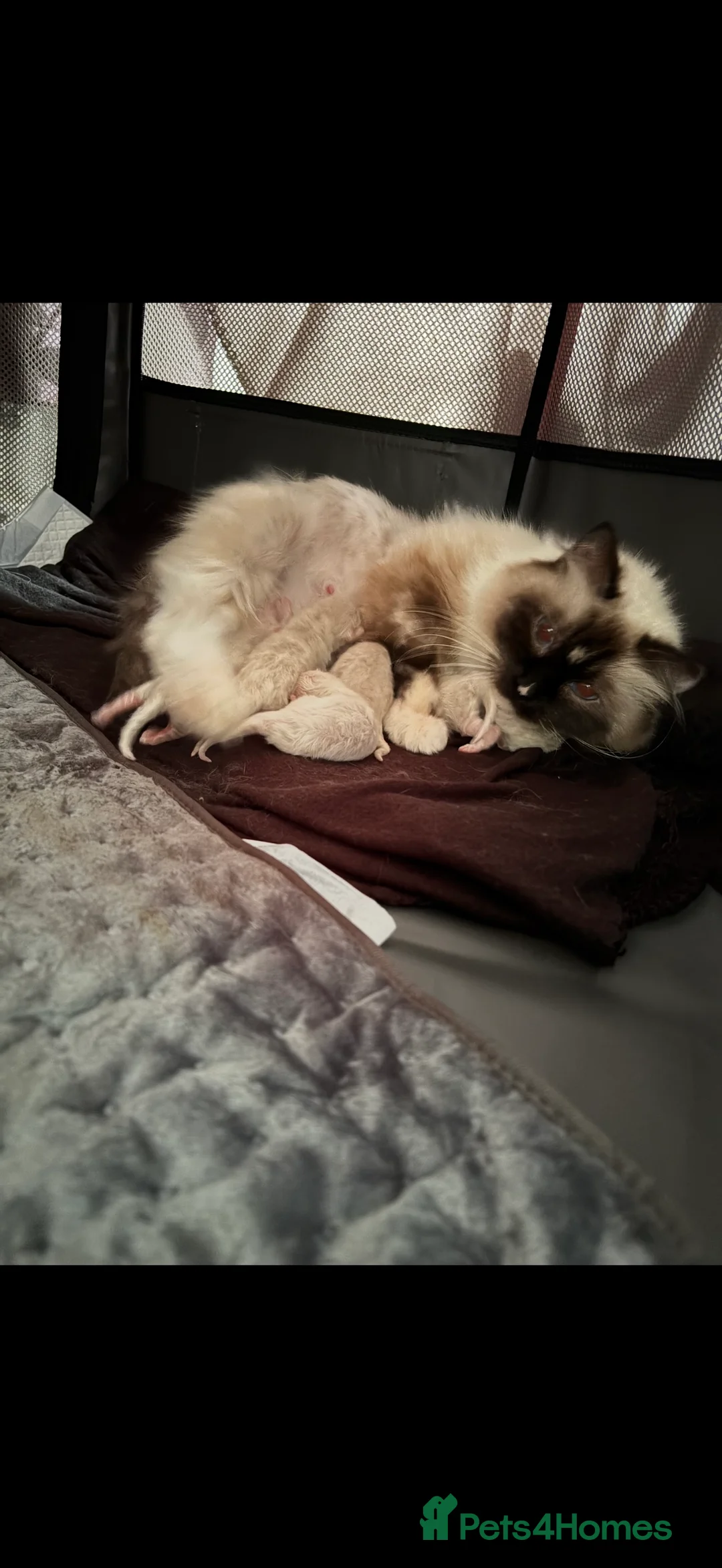 Ragdoll cats for sale: Stunning Ragdoll kittens READY TO COLLECT TODAY - Advert 5