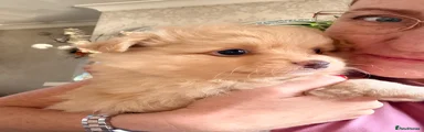 Pomeranian 1