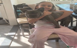 French Bulldog dogs for sale: Frankie 1 year old  Big Rope  blue brindle boy  - Image 4