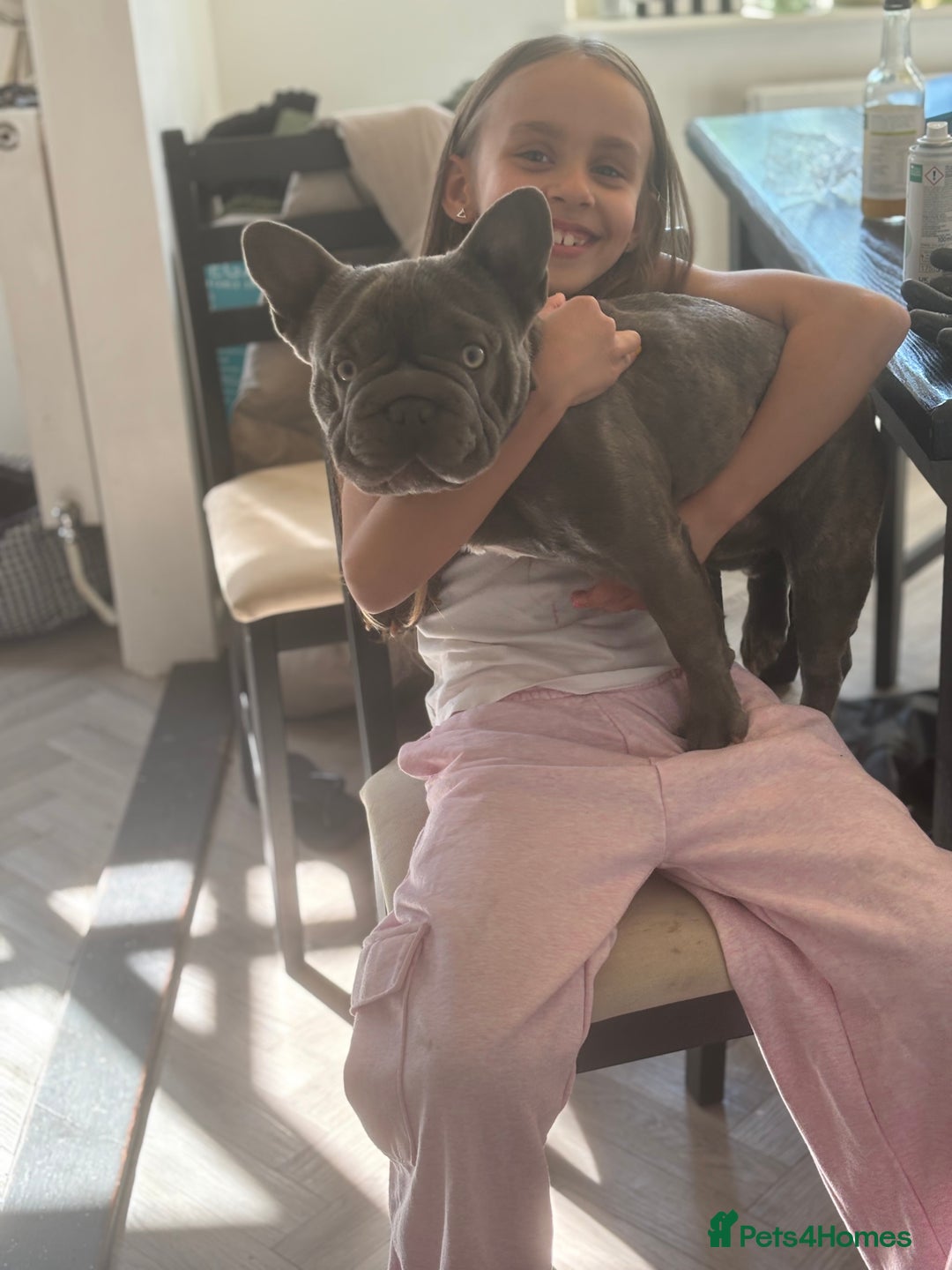 French Bulldog dogs for sale: Frankie 1 year old  Big Rope  blue brindle boy  - Image 4