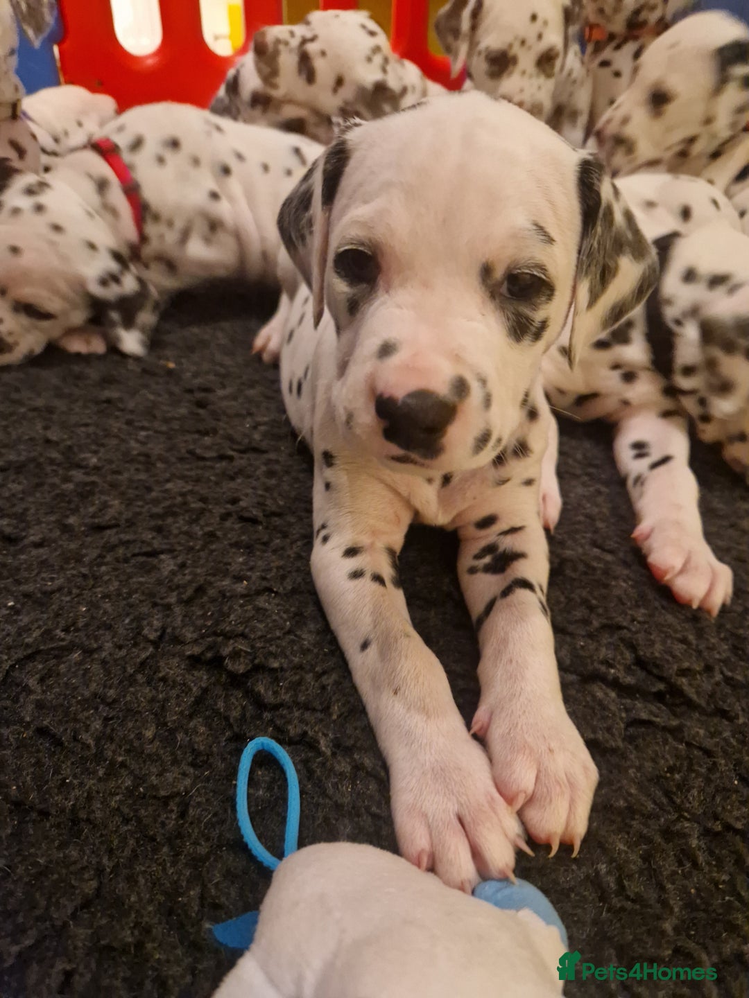 Dalmatian dogs for sale: ❤️Exceptional fully hearing KC Dalmatians❤️ - Advert 8