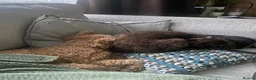 Cockapoo dogs for sale: 2 cockapoos to go together  - Advert 4