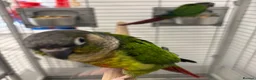 Parrots birds for sale:  Green-cheeked Conure parrot (Pyrrhura molinae)  in Cwmbran - Advert 5