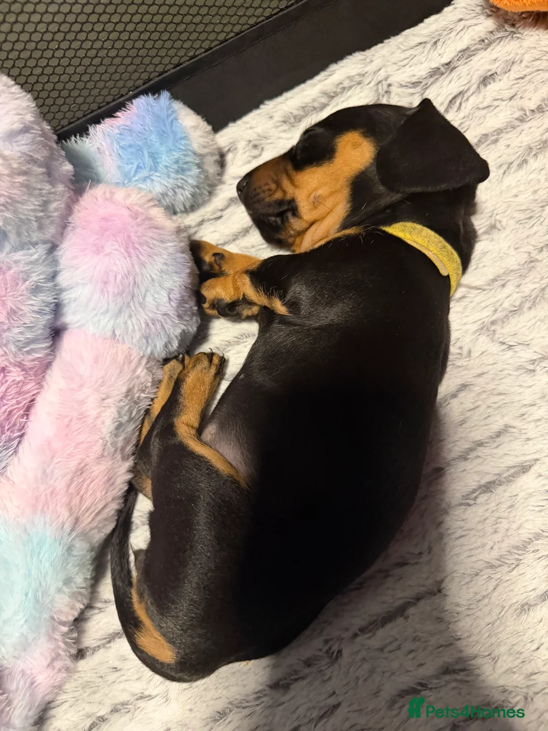 Dachshund dogs for sale: ONLY 1 DACHSHUND FEMALE LEFT DOLLY - Advert 5