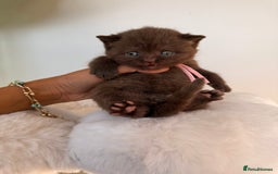 British Shorthair cats for sale: 7 British Shorthair Kittens TICA®️ – Import Lines - Image 29