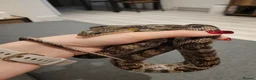 Corn Snake reptiles for sale: 12 year old Corn Snake  in Gosport - Advert 1