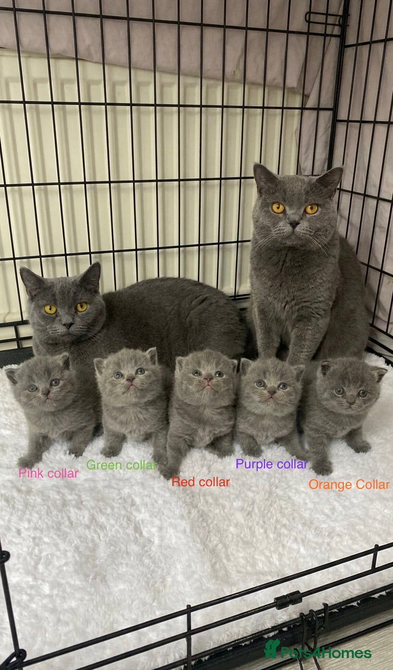 British Shorthair cats for sale: Beautiful British Blues  - Advert 1