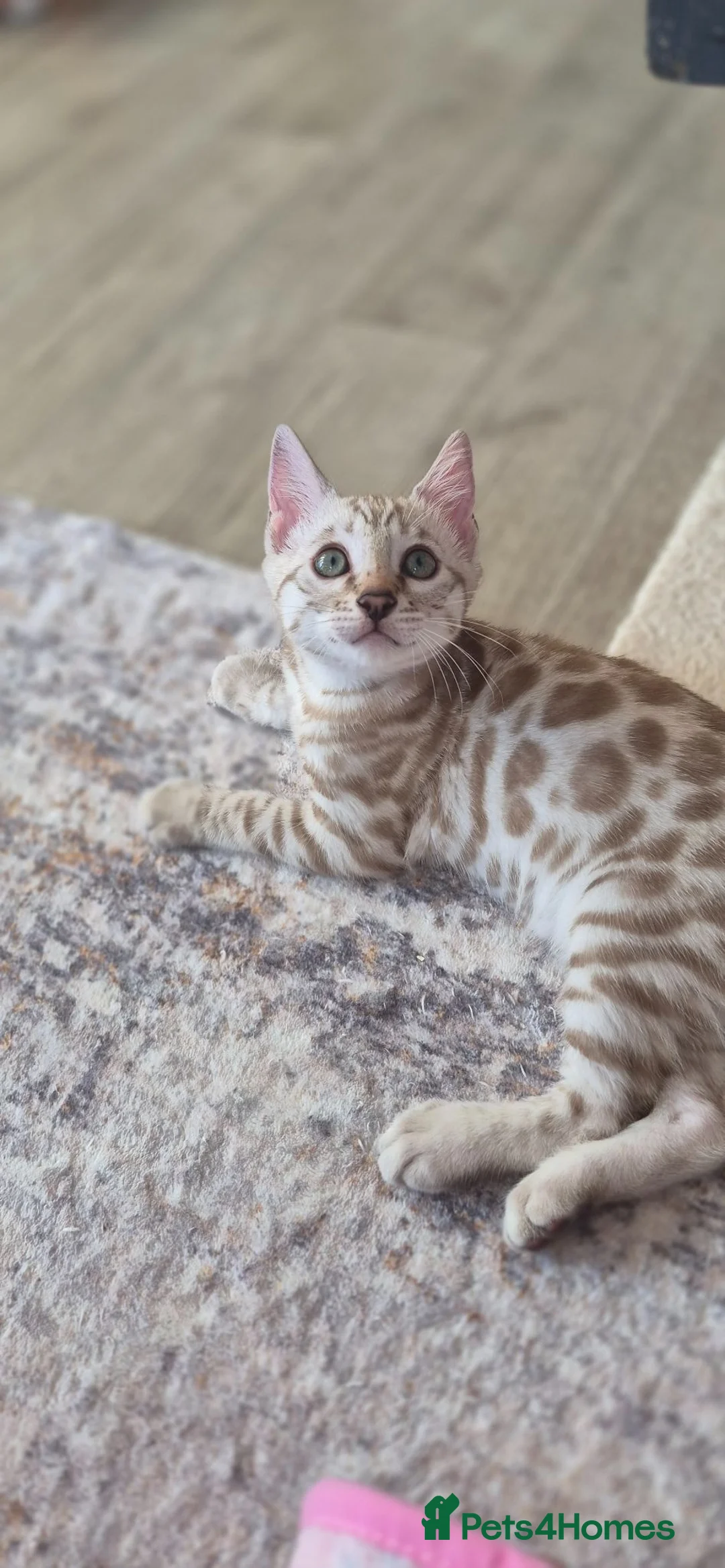 Bengal cats for sale: Last kitten left!! Seal Silver Mink Bengal Kitten - Advert 2