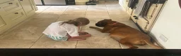 Boxer dogs for sale: Beautiful KC boxer puppies  in Colchester - Advert 6