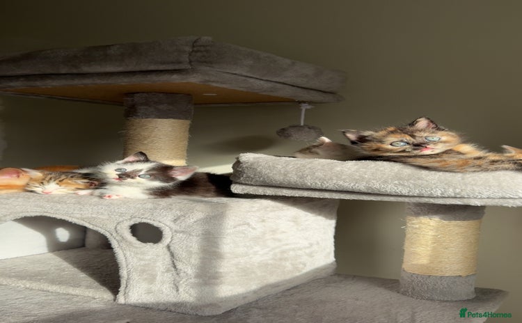 Persian cats mixed bombay and persian kittens  - Advert 4