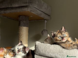 Persian cats mixed bombay and persian kittens - Advert 11