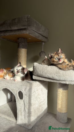 Persian cats mixed bombay and persian kittens - Advert 4