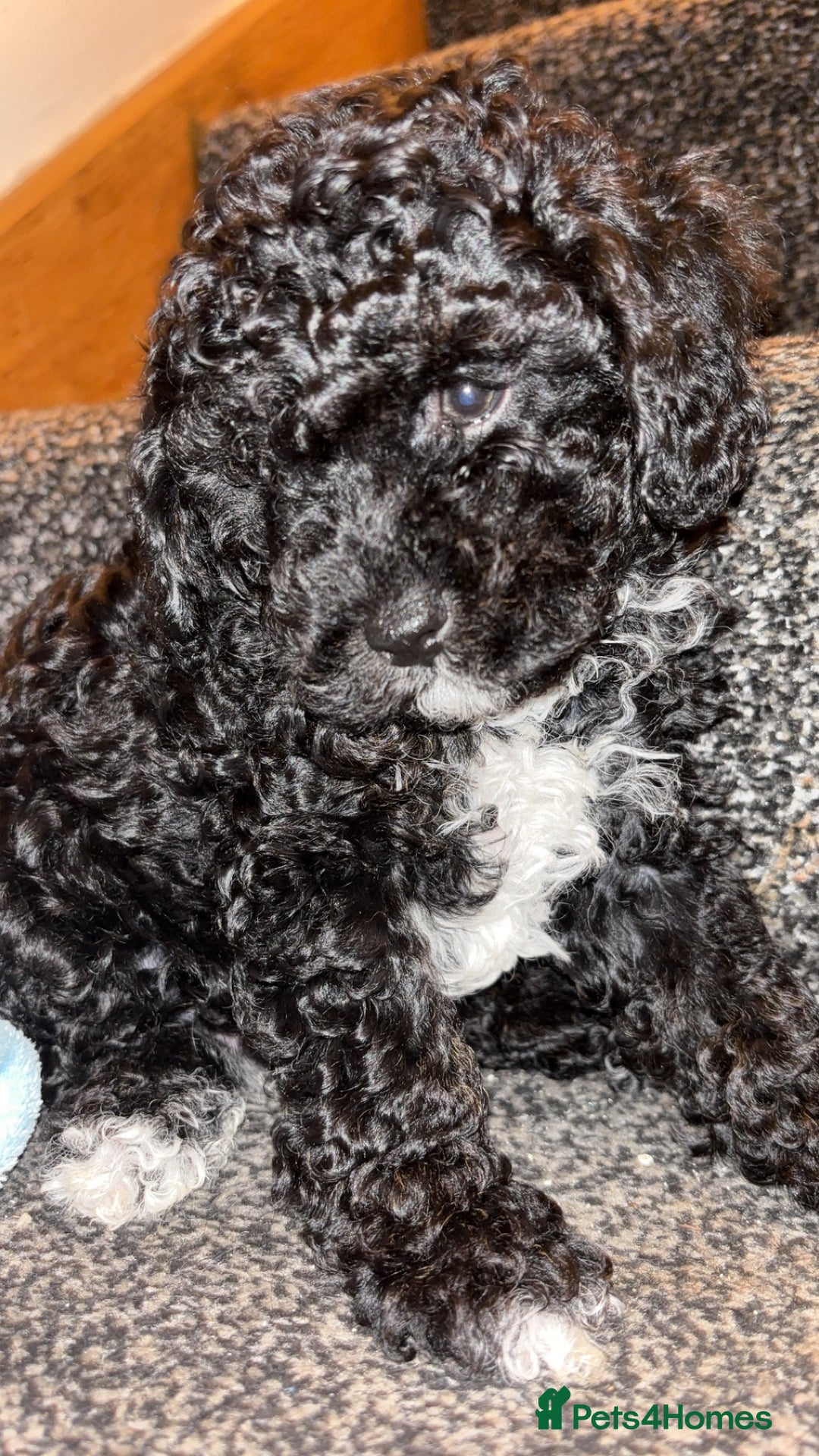 Cavapoo dogs for sale:  Cavapoo puppies  - Advert 13