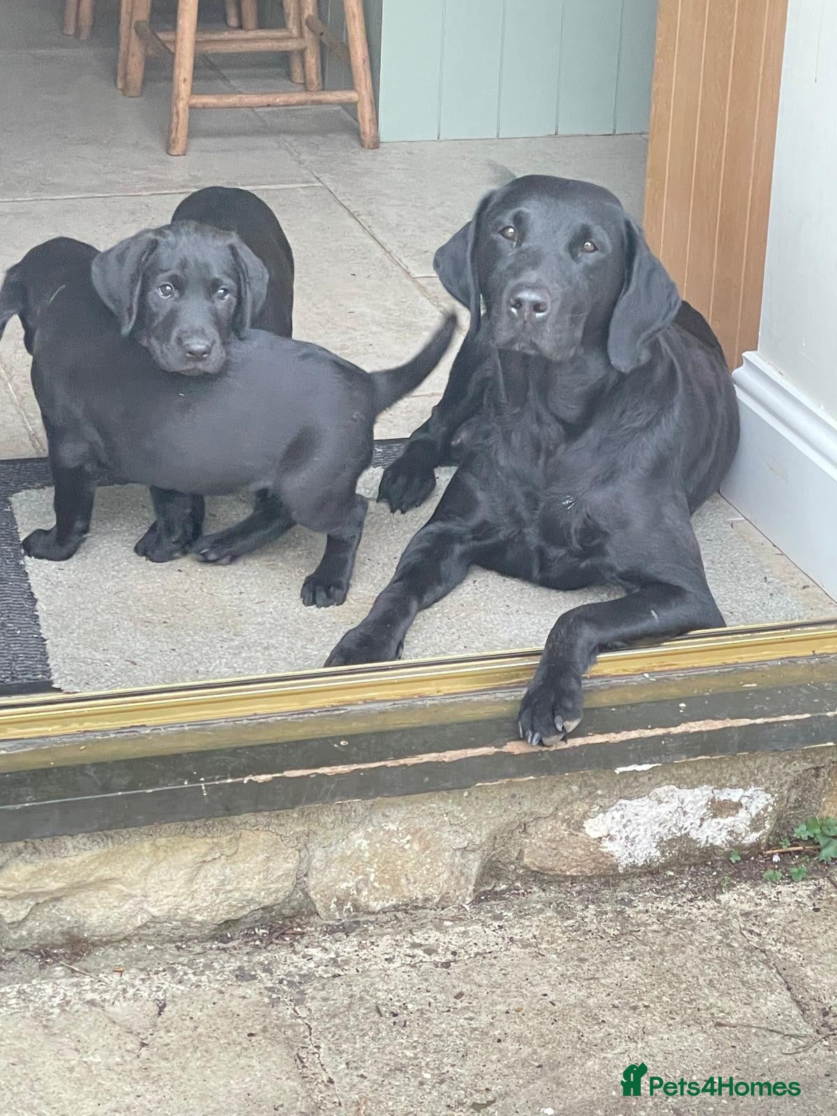 Labrador Retriever dogs KC registered Black Labrador  - Advert 1