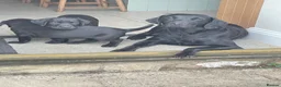 Labrador Retriever dogs for sale: KC registered Black Labrador  in Richmond - Advert 1