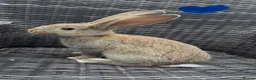 Continental Giant rabbits for sale: RESERVED  - Advert 5