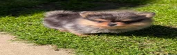 Pomeranian dogs for sale: Pedigree Pomeranian puppy's  - Advert 2