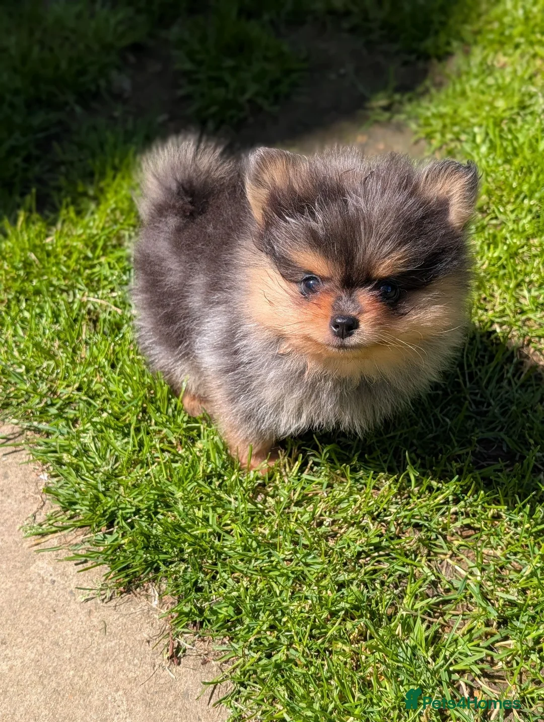 Pomeranian dogs for sale: Pedigree Pomeranian puppy's  - Advert 2