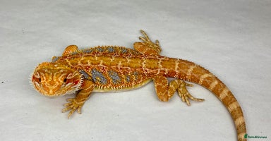 Bearded Dragon reptiles - Advert 3