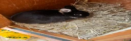 Netherland Dwarf rabbits for sale: Netherland dwarf adults Bucks for sale  - Advert 7