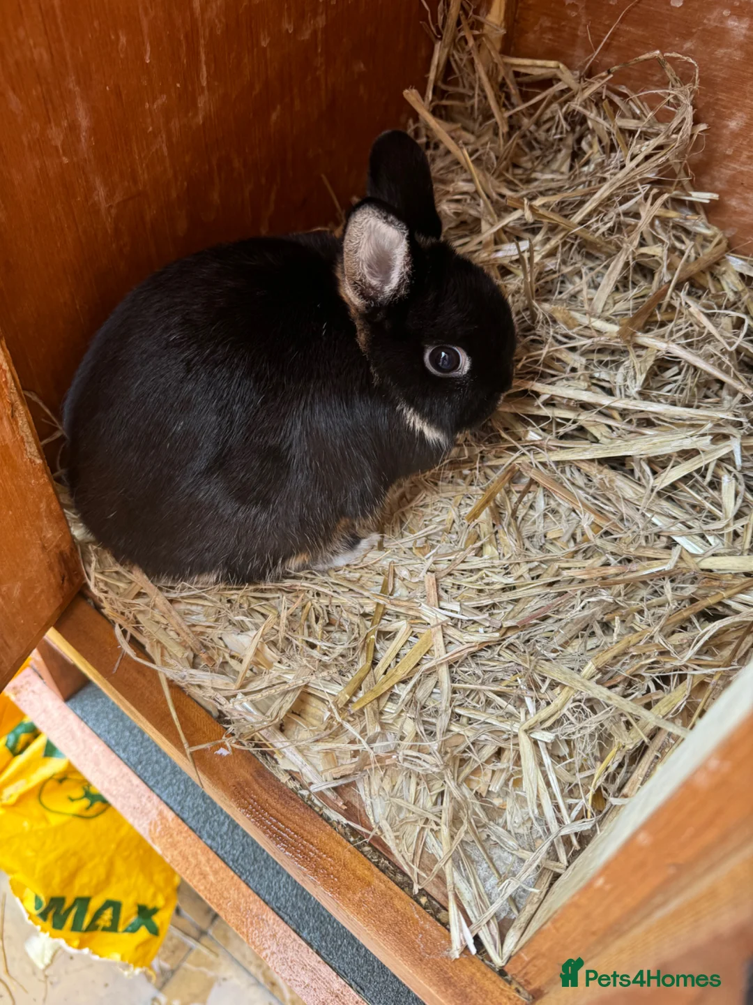 Netherland Dwarf rabbits for sale: Netherland dwarf adults Bucks for sale  - Advert 7