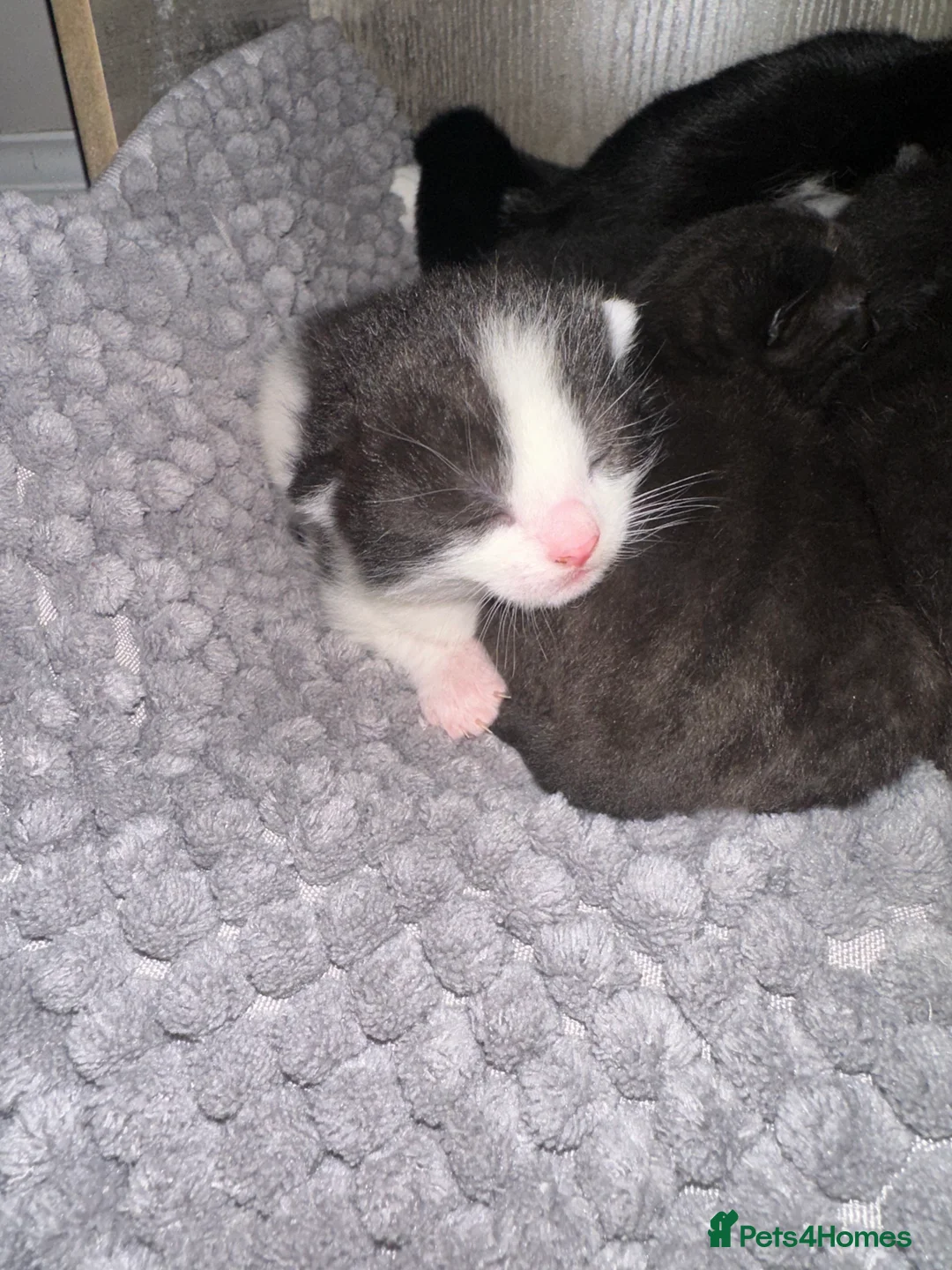 Mixed Breed cats for sale: 5 kittens - Advert 5